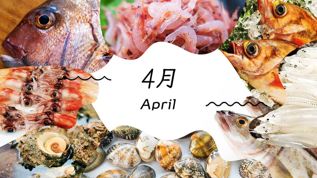 4月の旬の魚決定版！初鰹や桜鯛の真価とプロ直伝の目利き2026