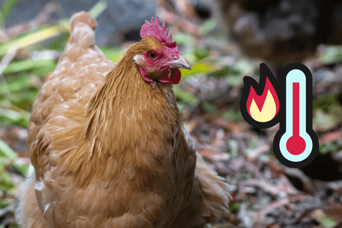 What Temperature Can Chickens Tolerate