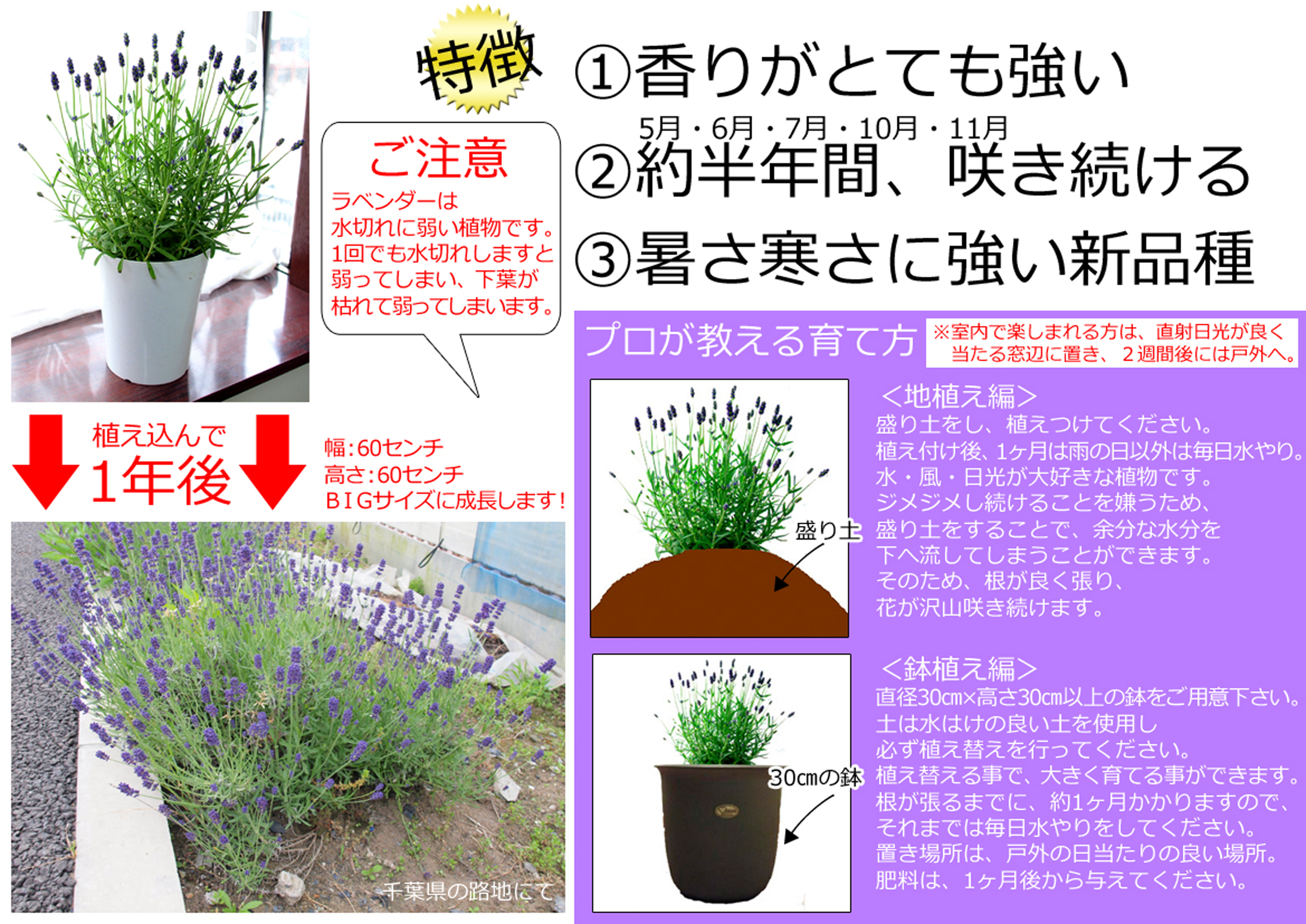 なぜすぐ枯れる？ラベンダーの育て方と日本の夏を越す剪定の極意