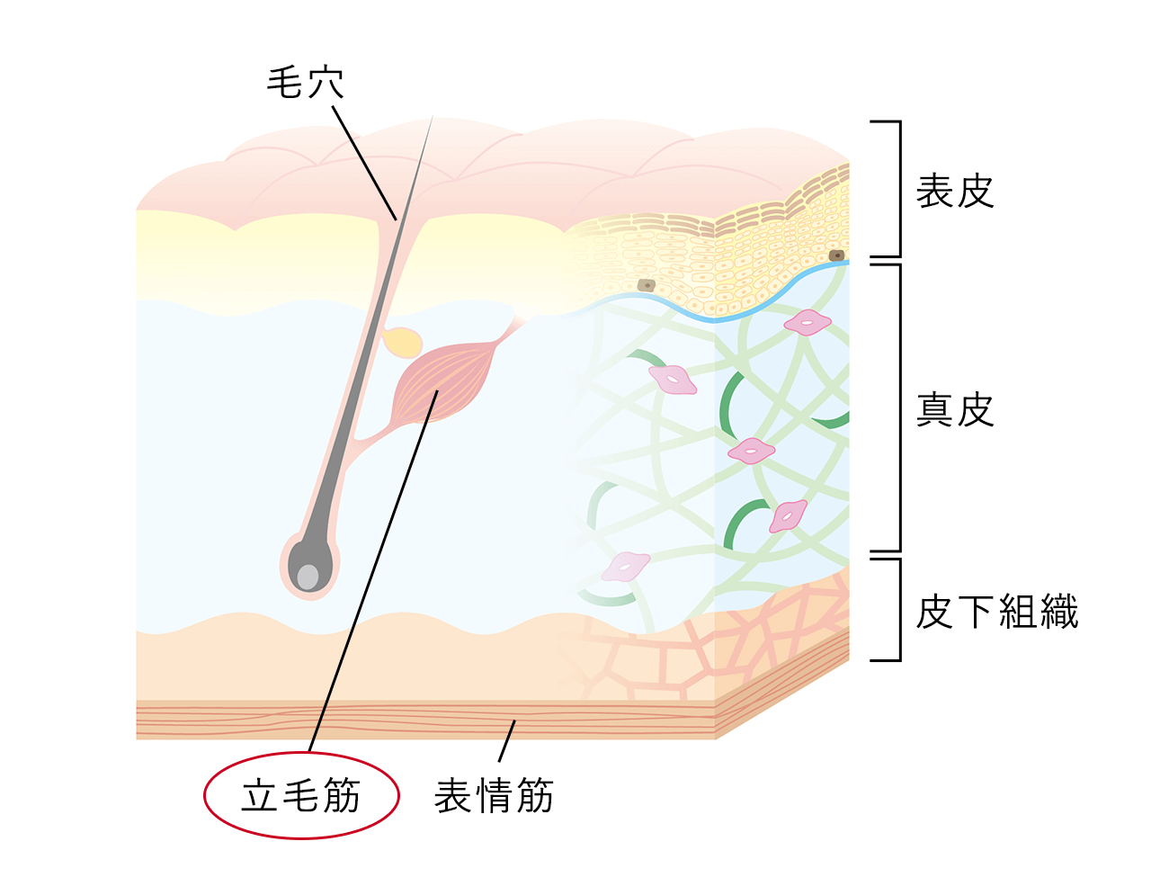 鳥肌の正体「立毛筋」とは？たるみ・薄毛を防ぐ驚愕の働きとケアの新常識