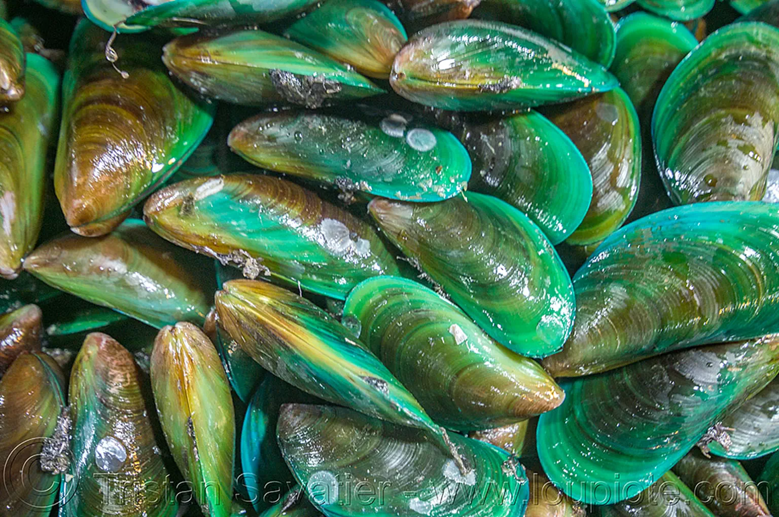 Why Are Green Mussels Green