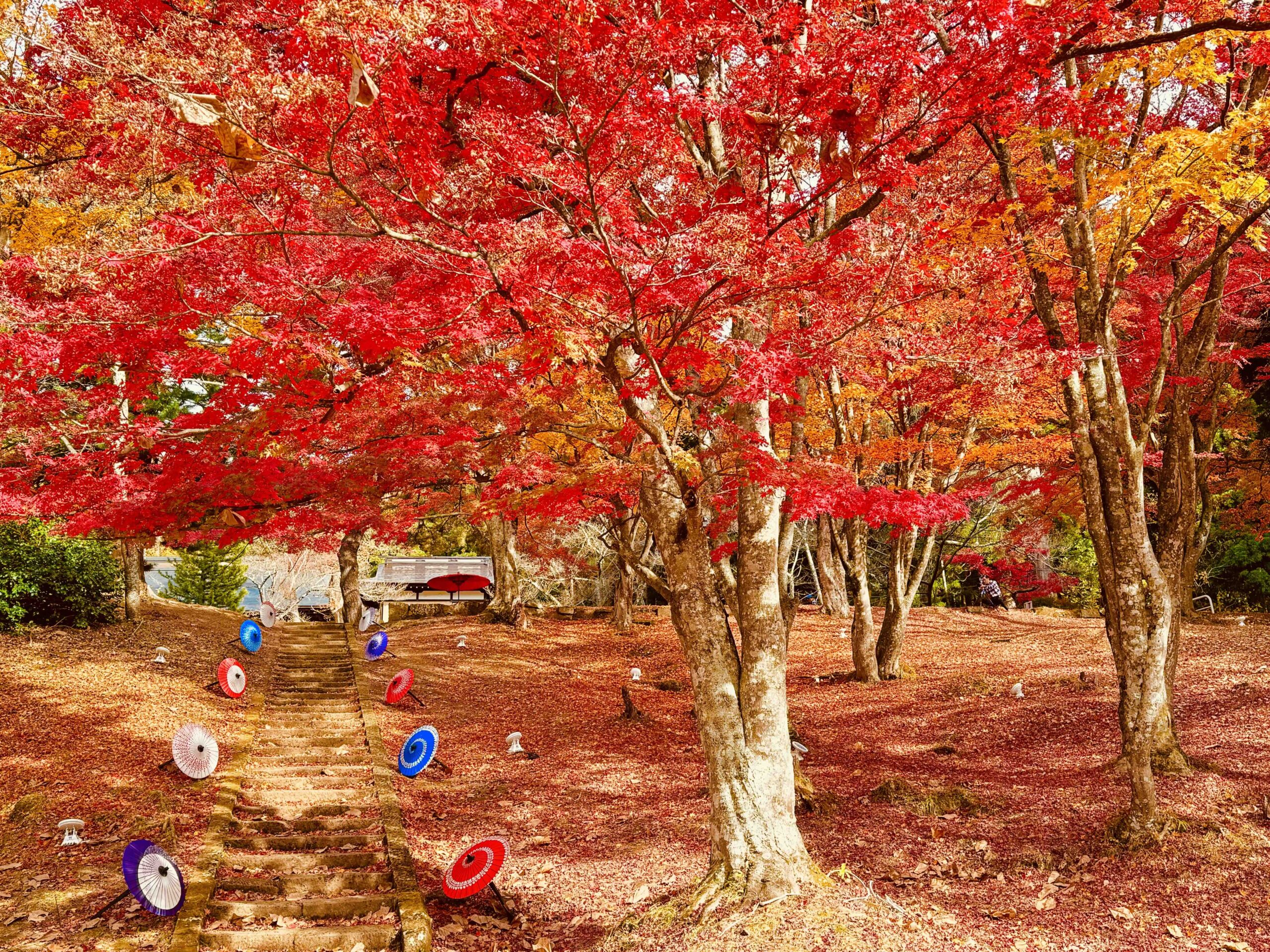 土津神社の紅葉と切り絵御朱印が話題！2026年最新参拝ガイド
