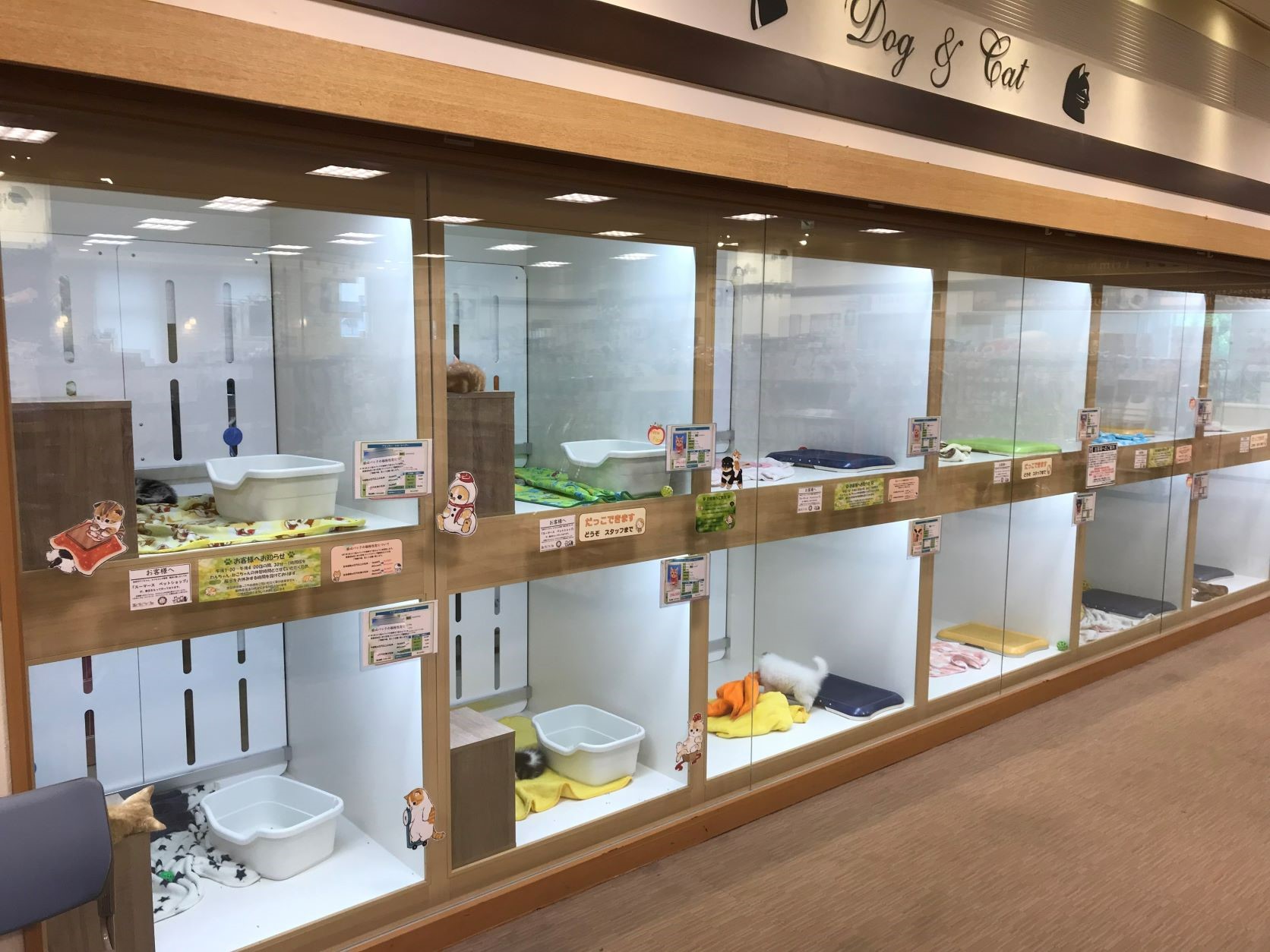 近くのペットショップ選び2026｜評判の真相と後悔しない優良店の見分け方