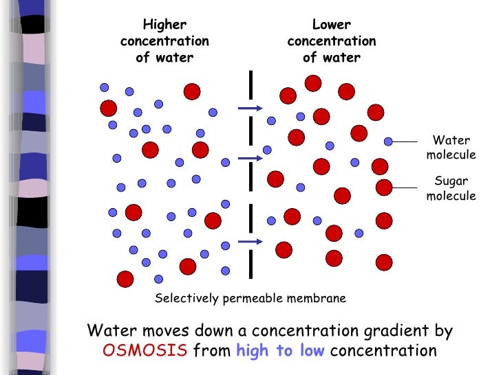 Is Distilled Water High or Low Concentration