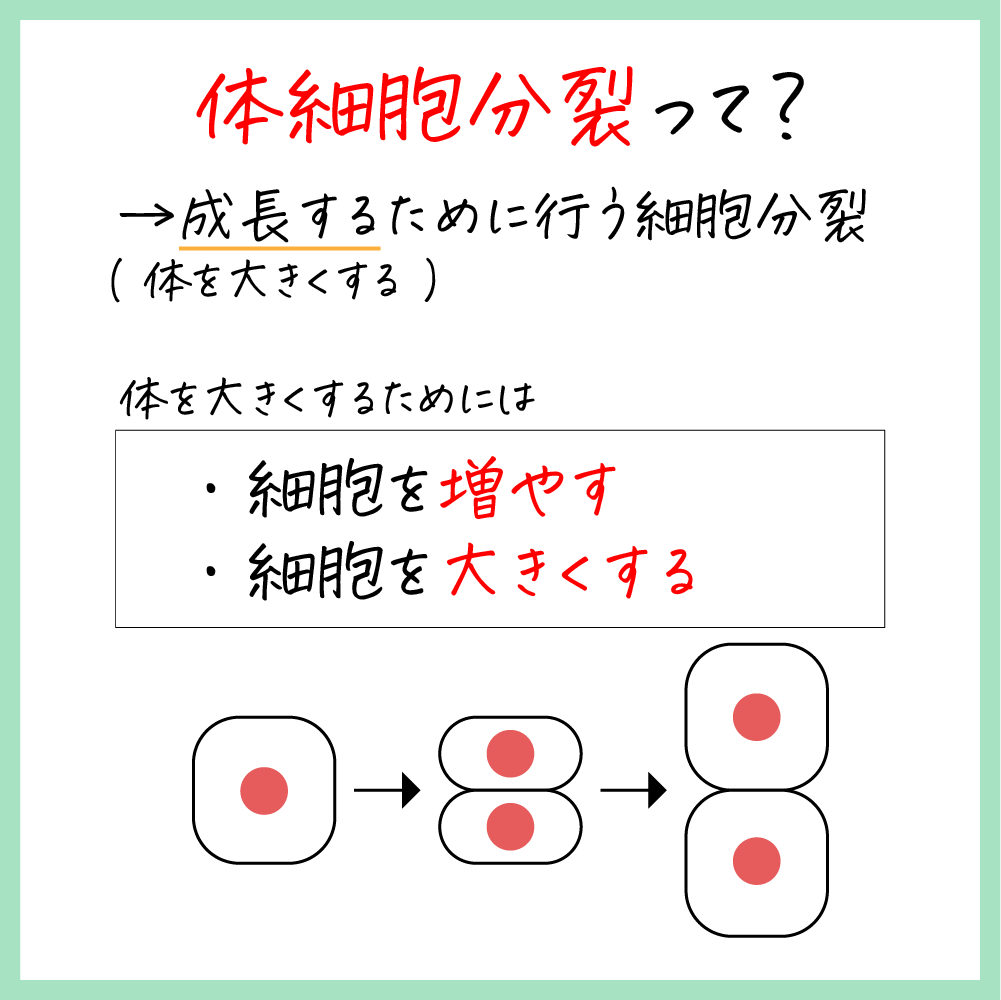 体細胞分裂とは？仕組み・減数分裂との違いと覚え方を徹底図解