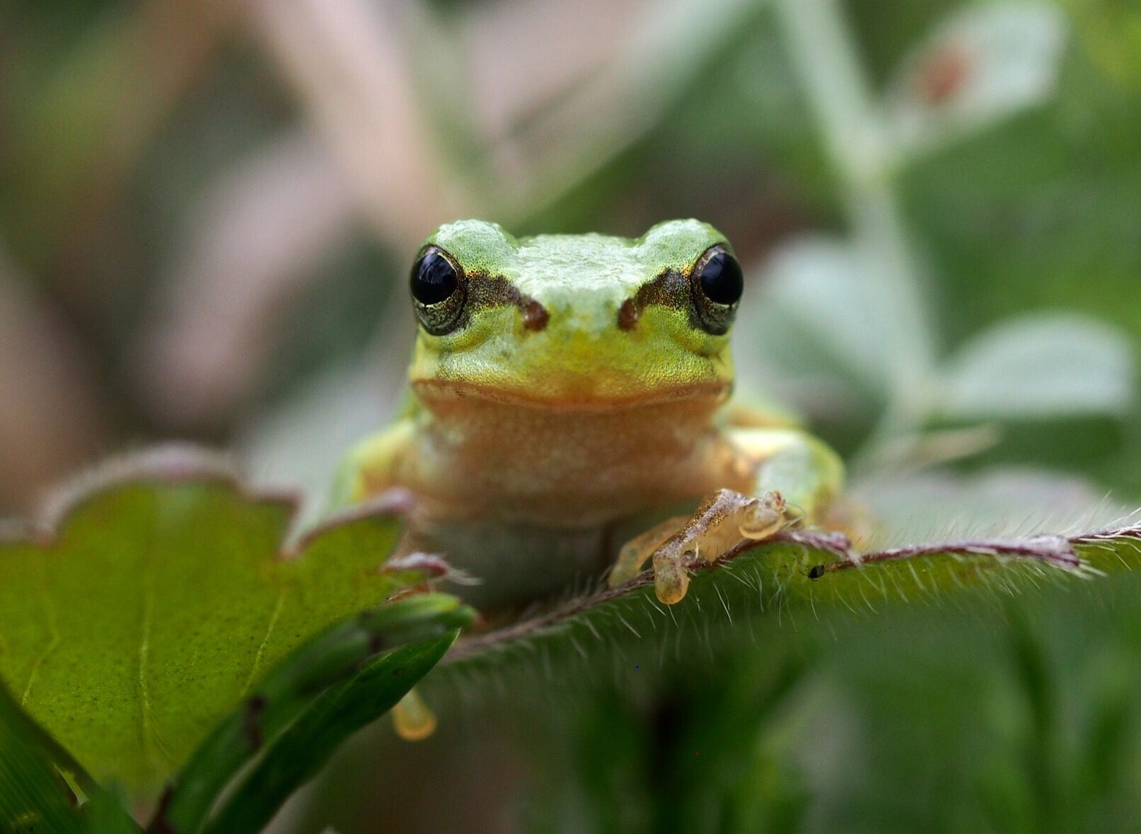 カエルの卵の見分け方と育て方完全ガイド！種類別の特徴と孵化日数