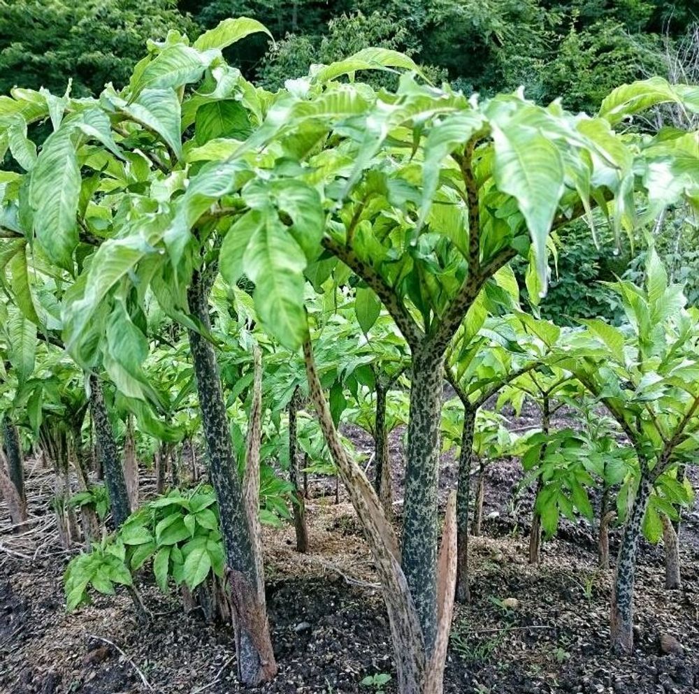 こんにゃく芋栽培の決定版！失敗を防ぐプランター育成と越冬術
