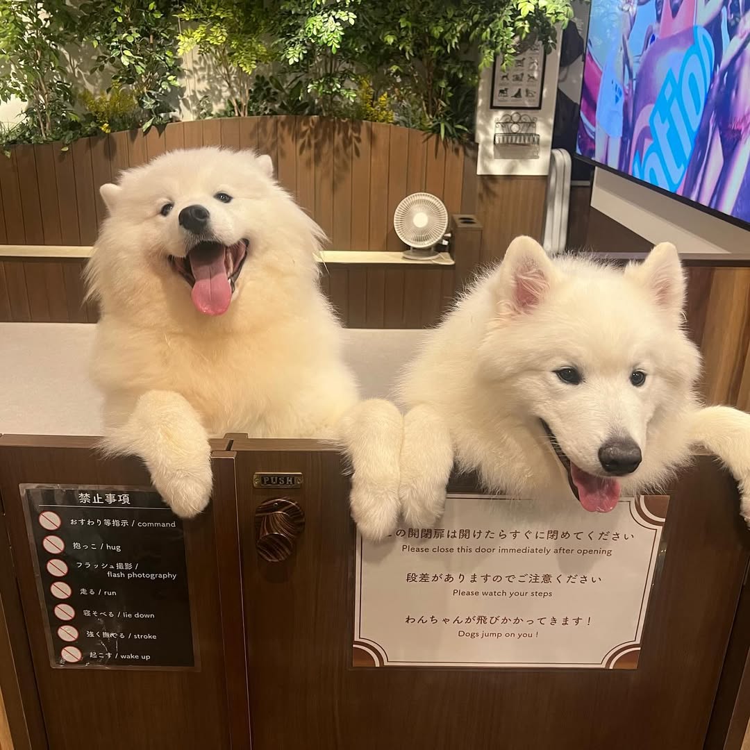 近くの犬カフェ選びで失敗しない！ふれあいと愛犬同伴の落とし穴