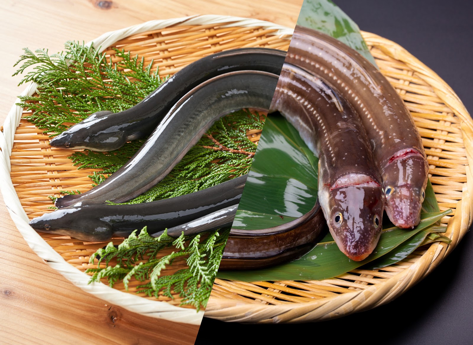 「土用の丑の日」の常識が変わる―― ニホン ウナギ 完全養殖がついに大量出荷へ、絶滅危惧種の未来と価格変化の真実【2026年特報】
