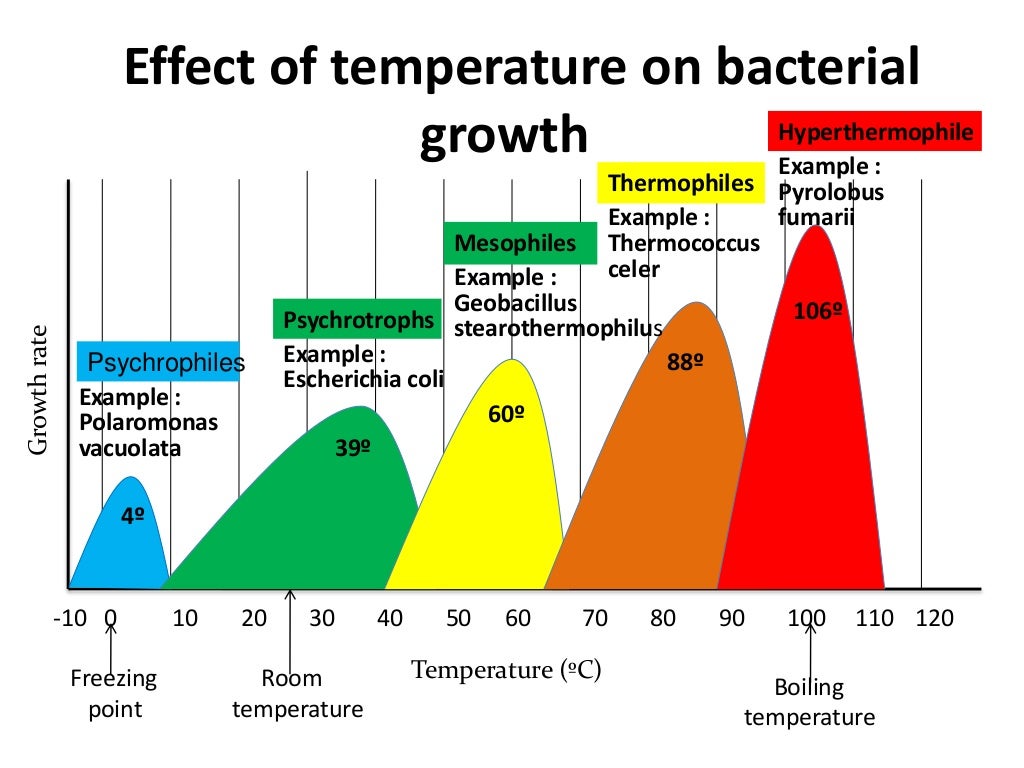 At What Temperature Does Bacteria Die
