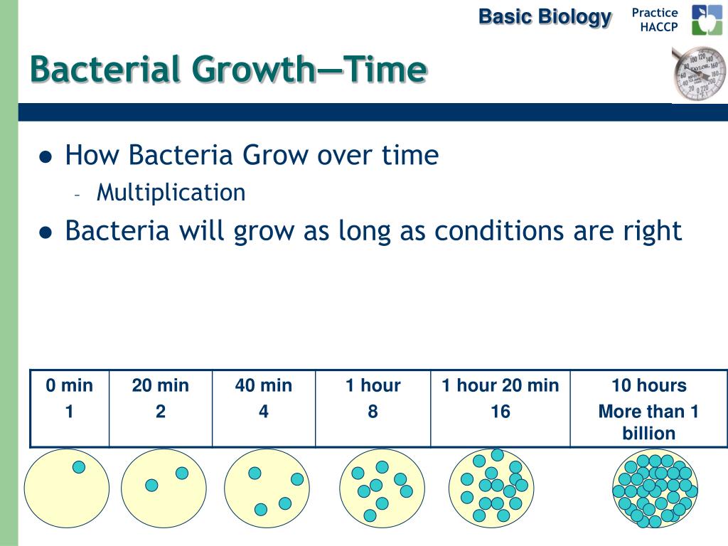 How Long Does It Take for Bacteria to Grow