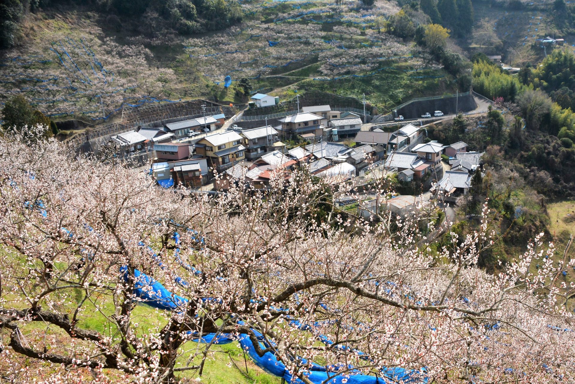 紀州石神田辺梅林2026開花状況と見頃！混雑回避と絶景の完全攻略