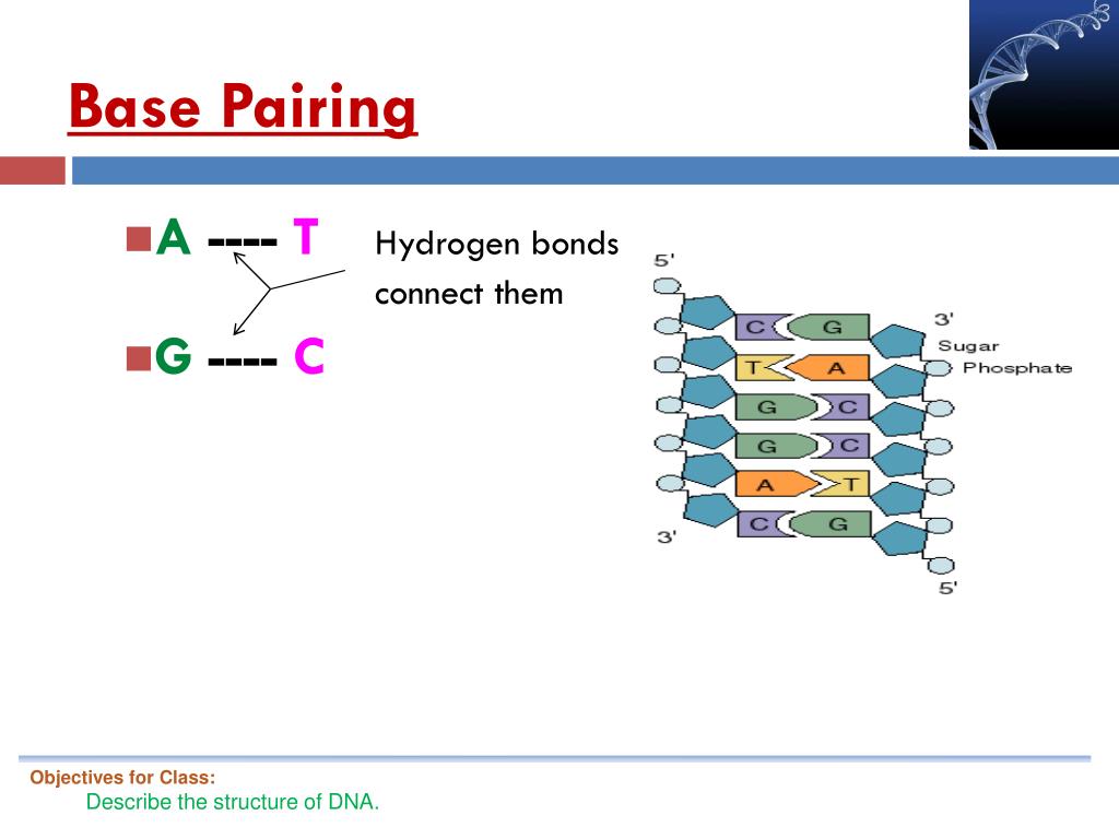 What Is the Term That Means Base Pairing