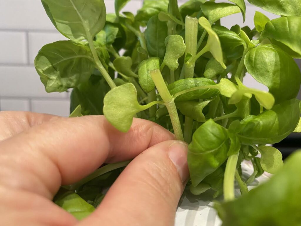 Can You Eat Basil Stems