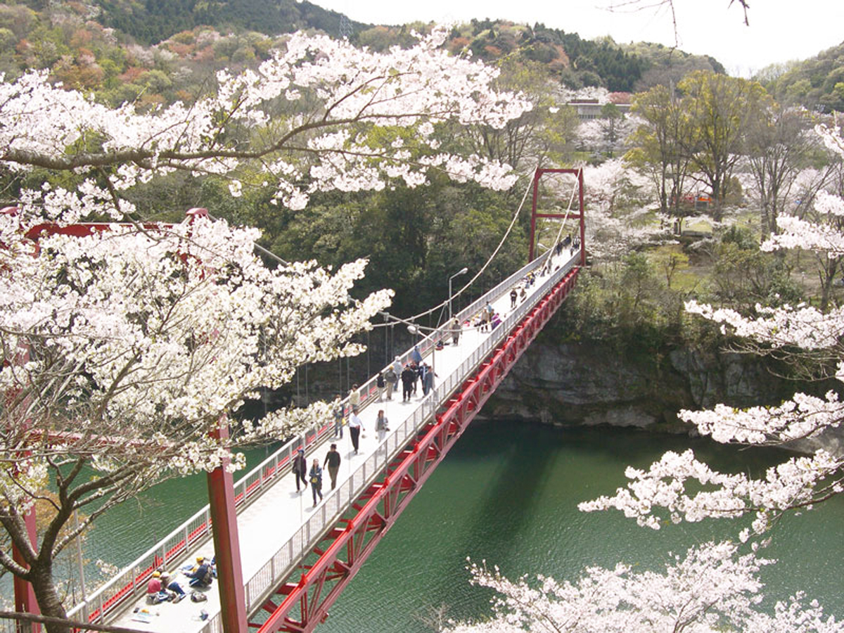 【2026最新】桜淵公園の桜見頃と駐車場攻略！三河の嵐山の歩き方