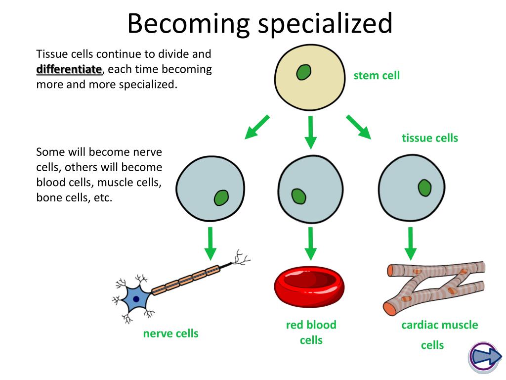 How Do Stem Cells Become Specialized Cells
