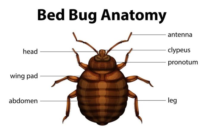 Do Bed Bugs Have Antennae