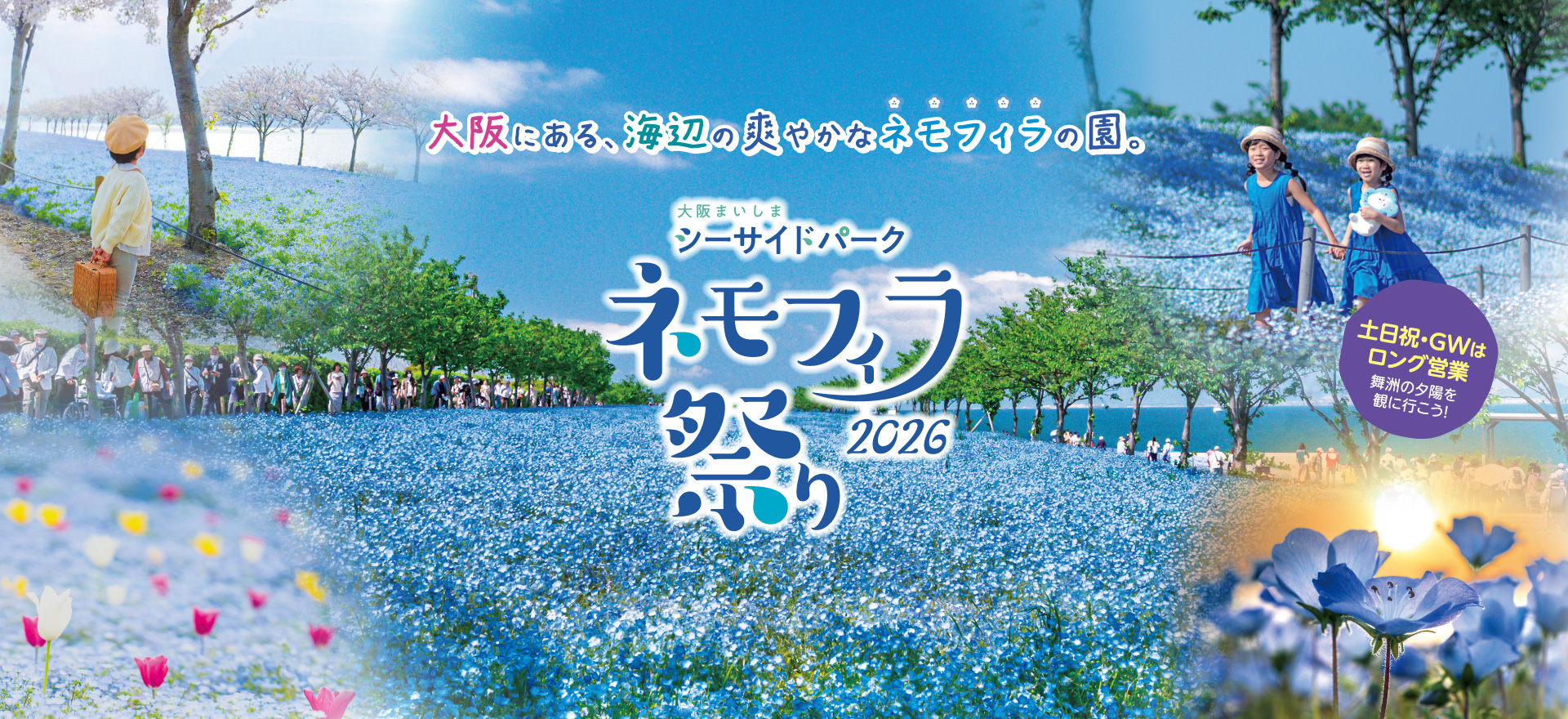 【2026】舞洲シーサイドパーク徹底解剖！ネモフィラ見頃と混雑回避術