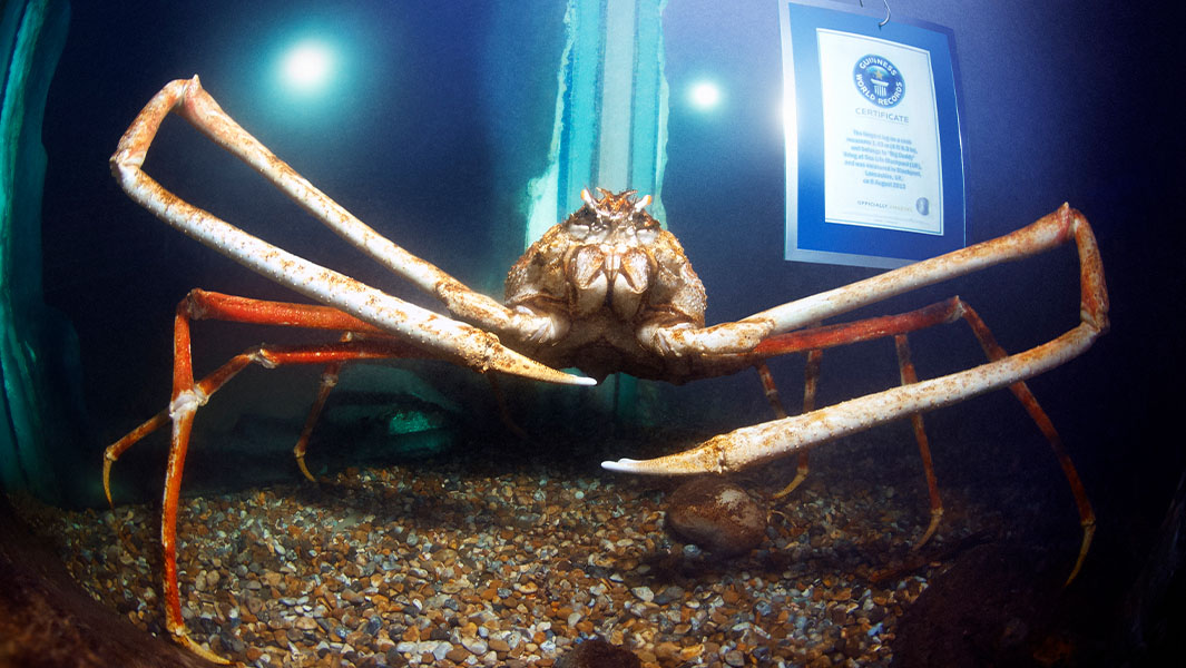 Biggest Crab Ever Existed