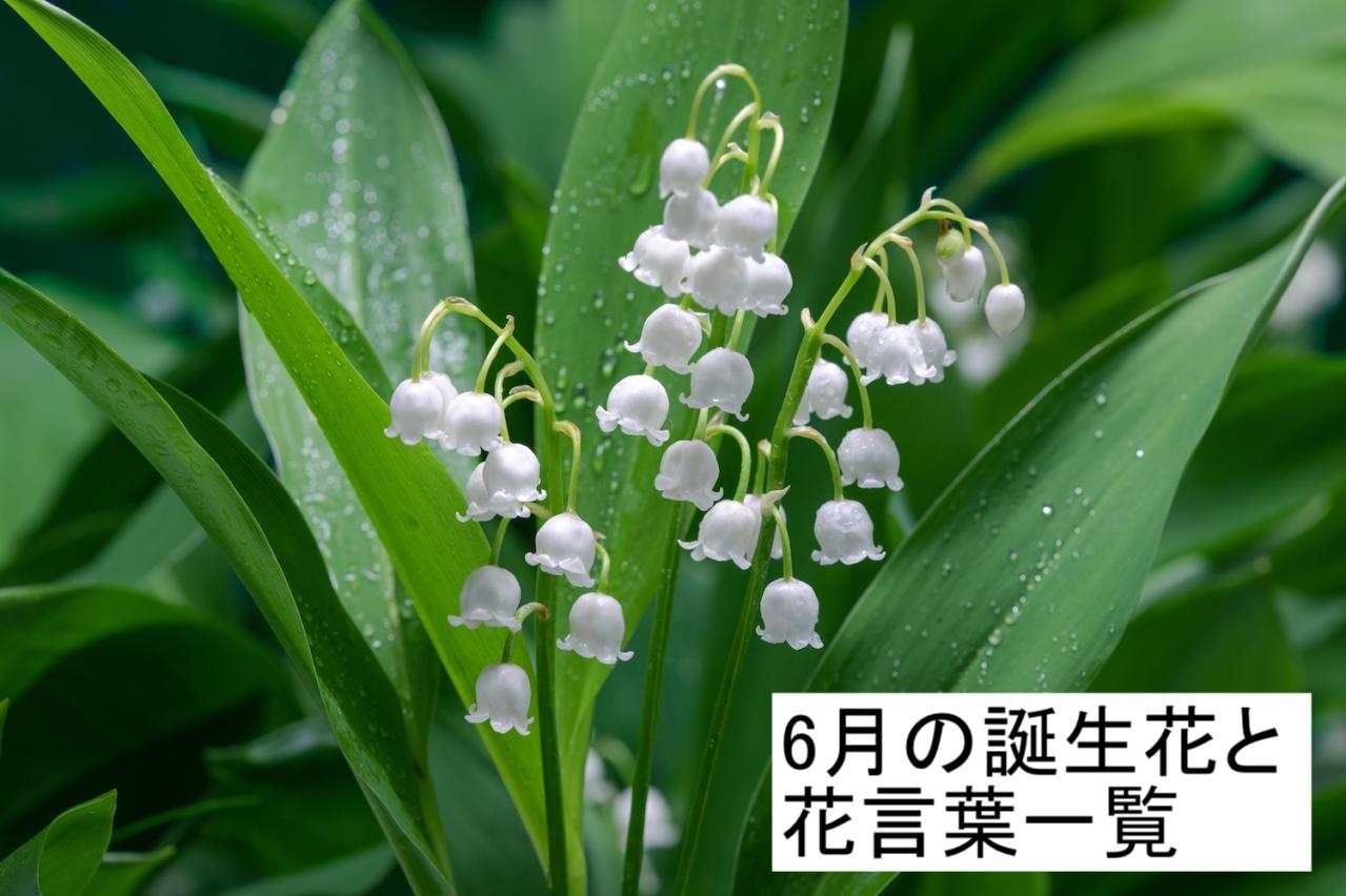 【2026最新】 6 月 24 日 誕生 花 公式インスタ・X最新情報 #608