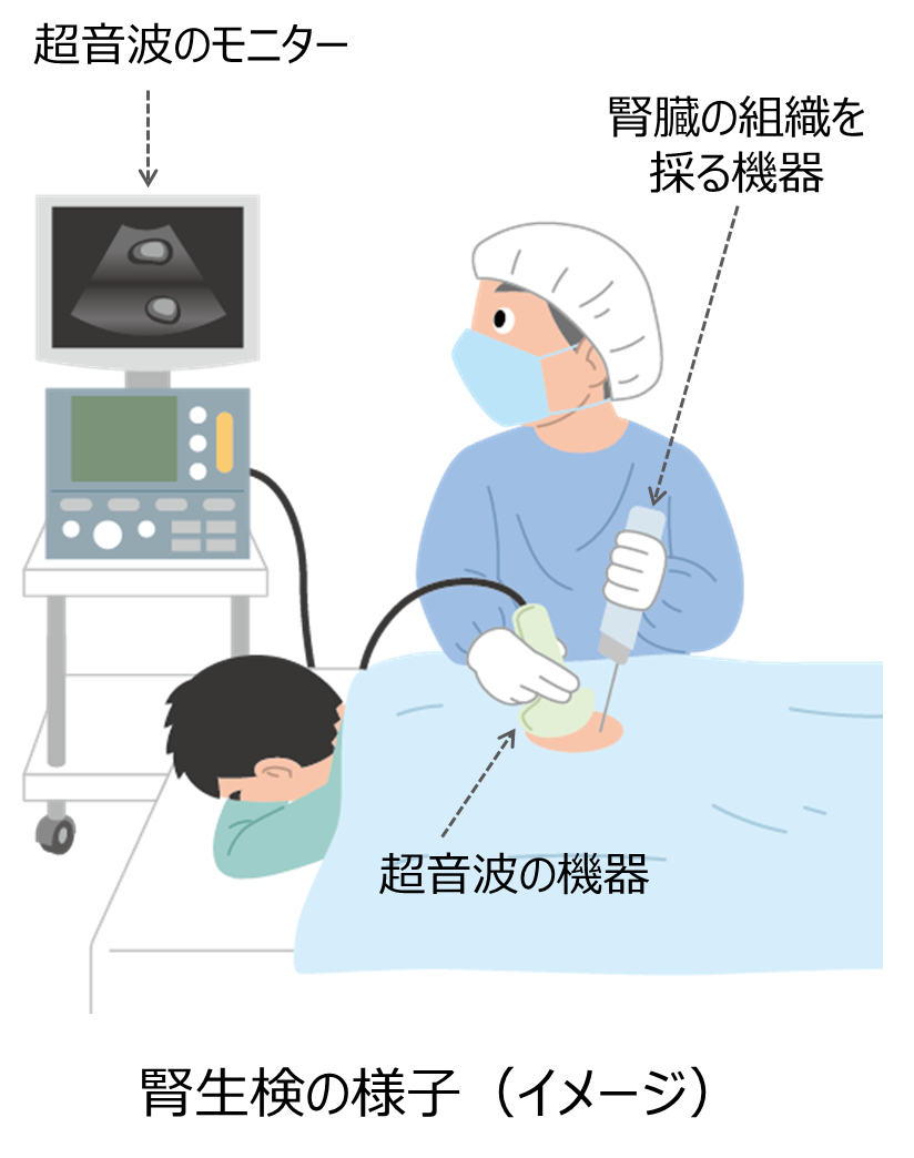 腎生検のリアル体験談｜痛みや術後の絶対安静と費用・入院日数を徹底解説