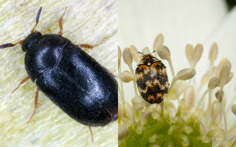 Little Black Beetles in House