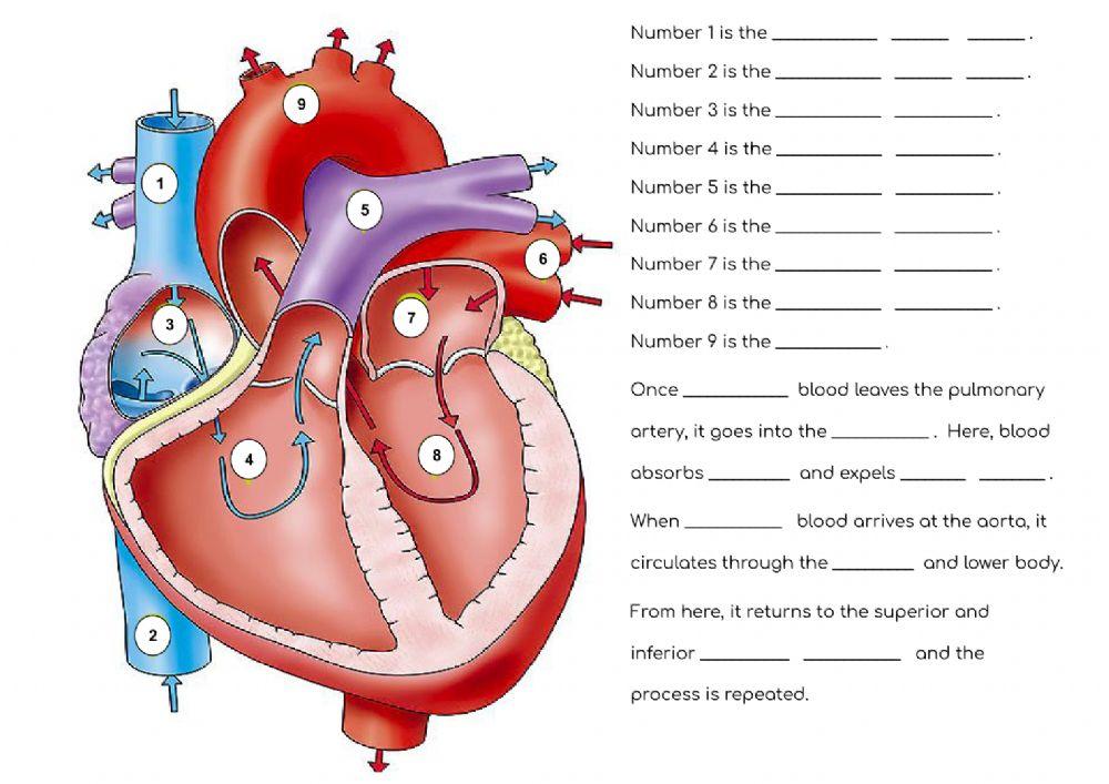 Flow of Blood Through the Heart Worksheet