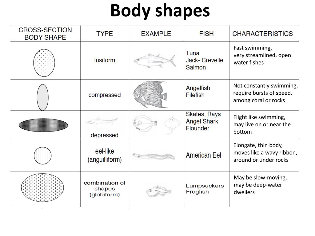 Body Types of Fish