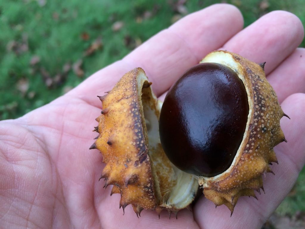 How Long Are Buckeyes Good For
