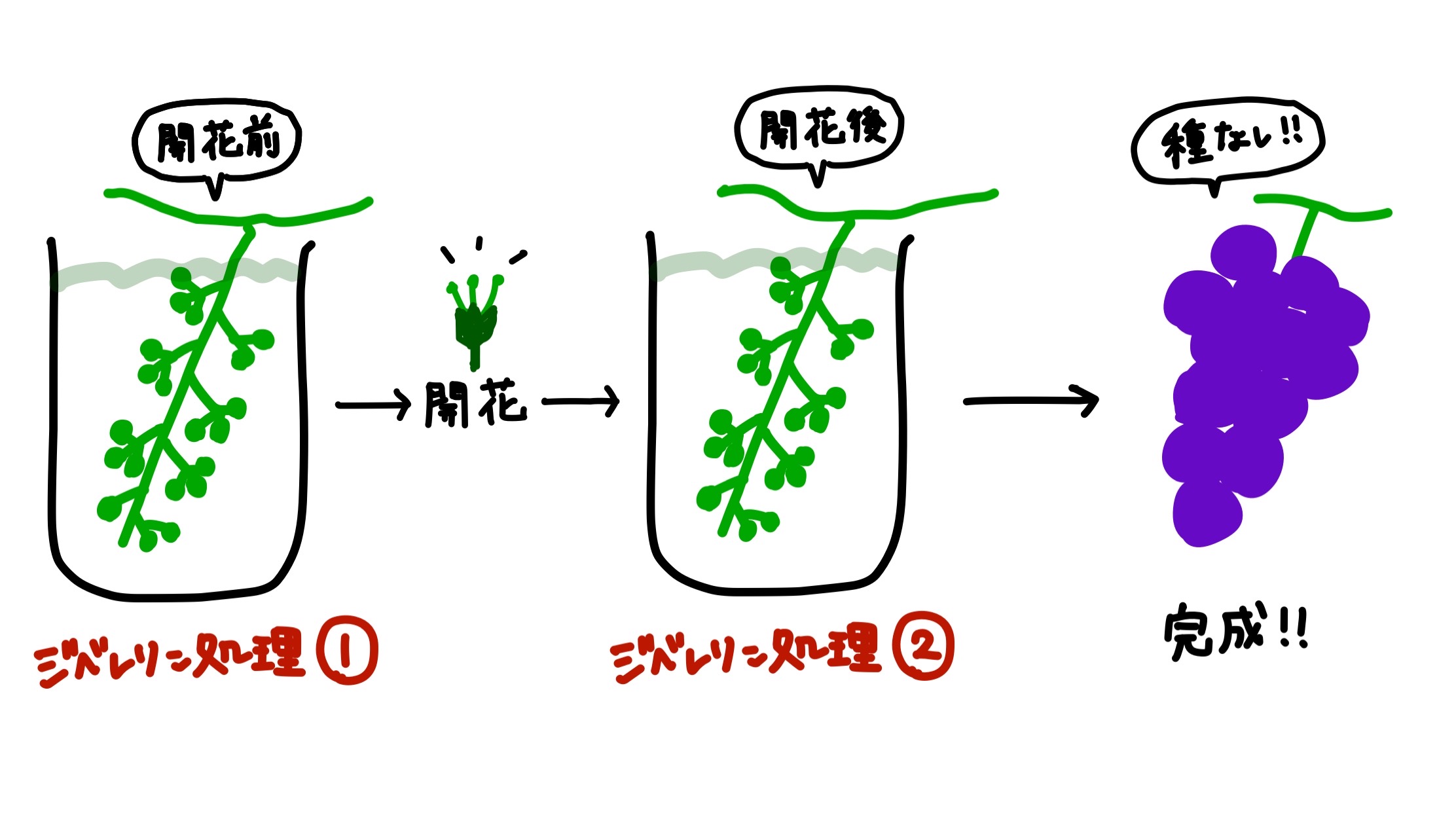 種無しぶどうの作り方を徹底解明！ジベレリン処理の時期と失敗防ぐ極意