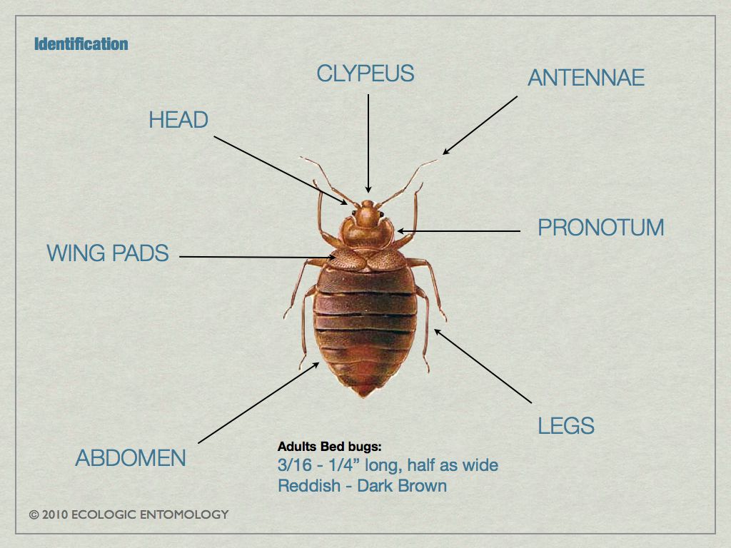 Do Bed Bugs Have Antenna