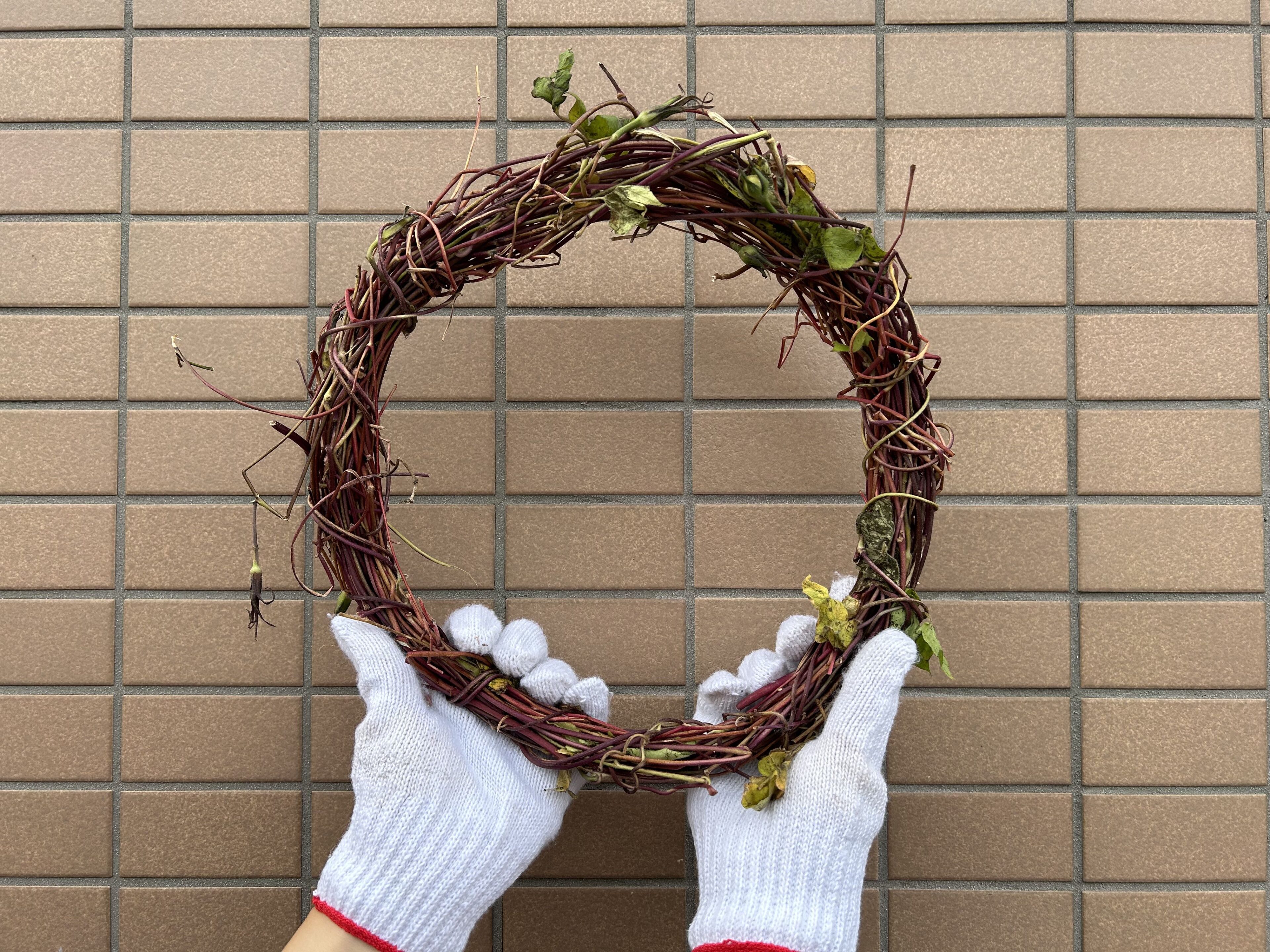 朝顔のつるリースのカビを防ぐ乾燥法と作り方！100均飾り付けの極意