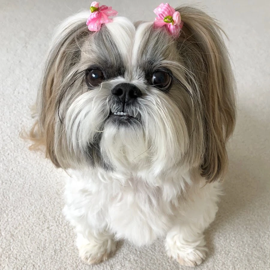 毛が抜けない犬は本当にいる？2026年最新の真相と後悔しない選び方