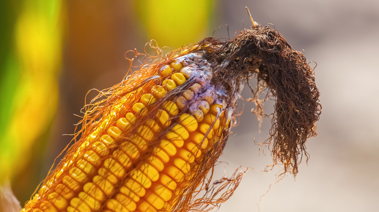 How Do You Know If Corn Is Bad
