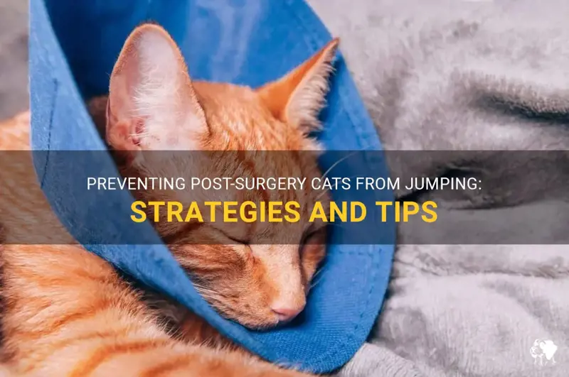 How to Keep a Cat from Jumping After Surgery