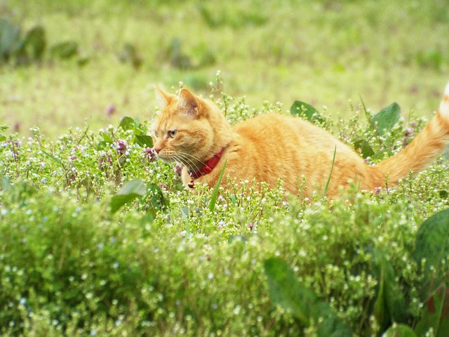 ねこほうチャンネルの現在と飼い主の正体！猫たちの今や年収の噂を追う