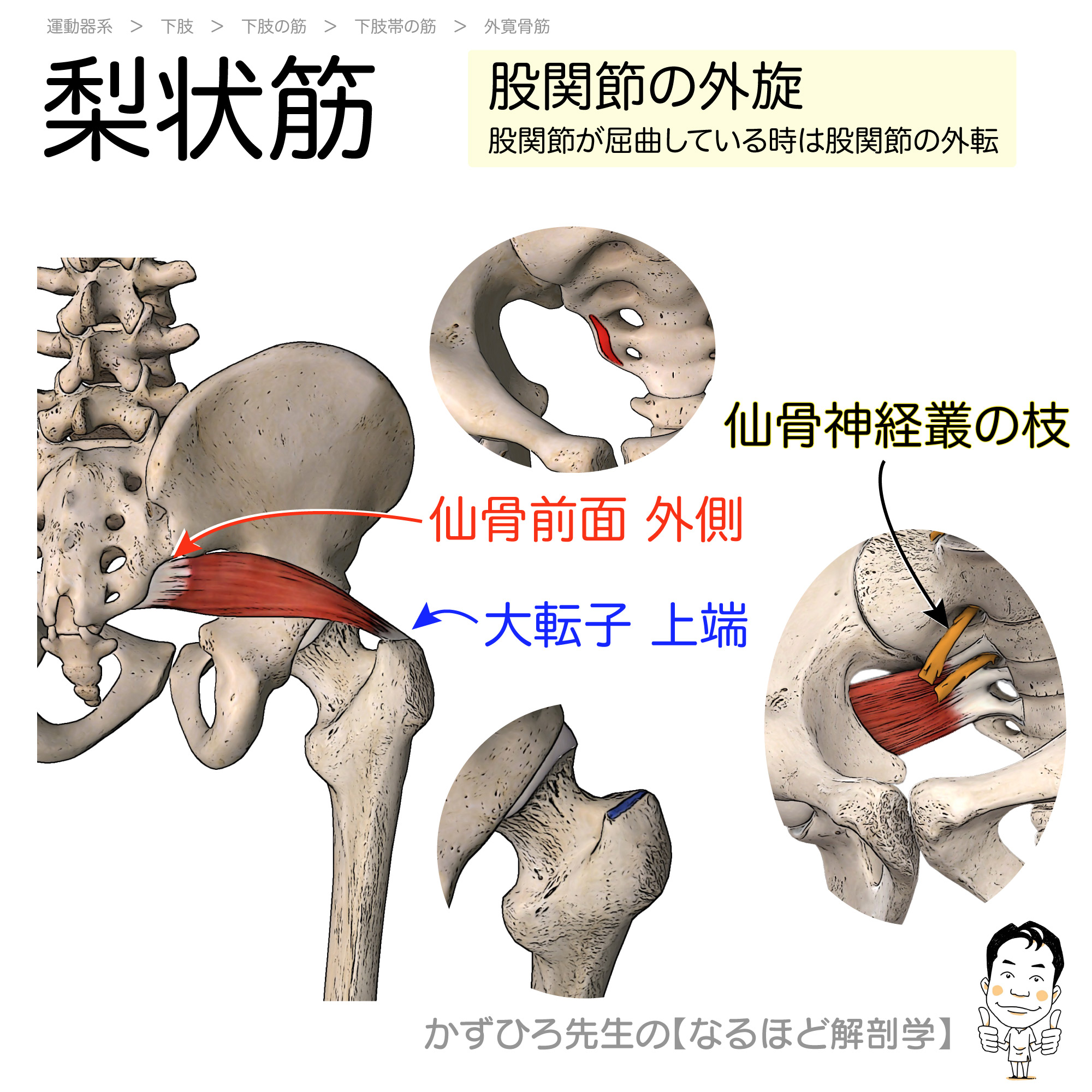 梨状筋の起始停止と作用を徹底解説！坐骨神経痛を招く盲点と臨床の鍵