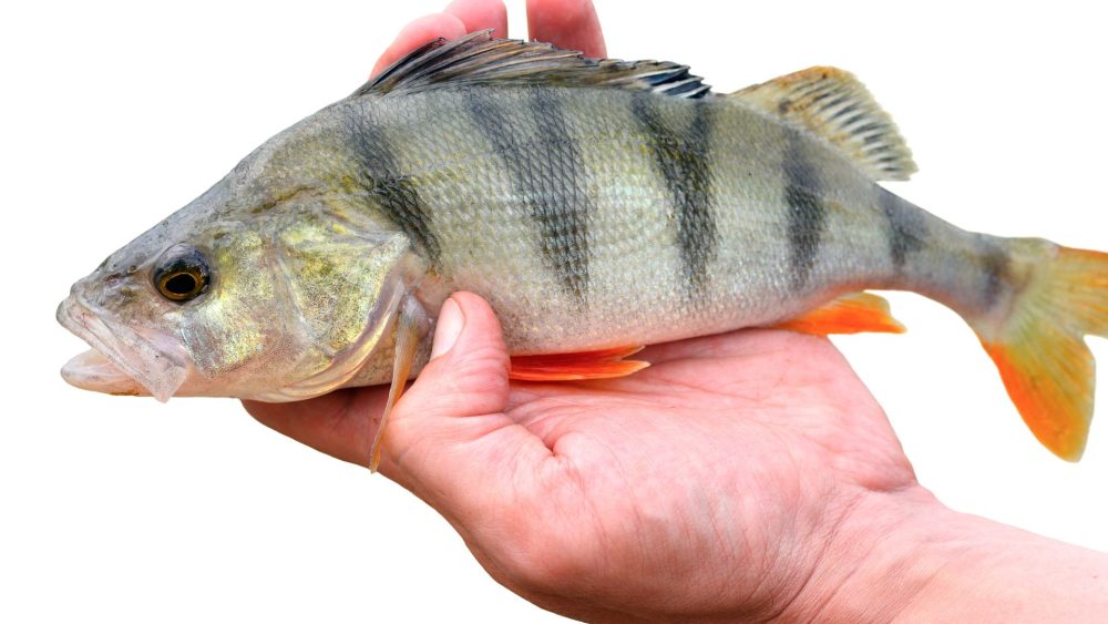 Is Perch a Good Fish to Eat