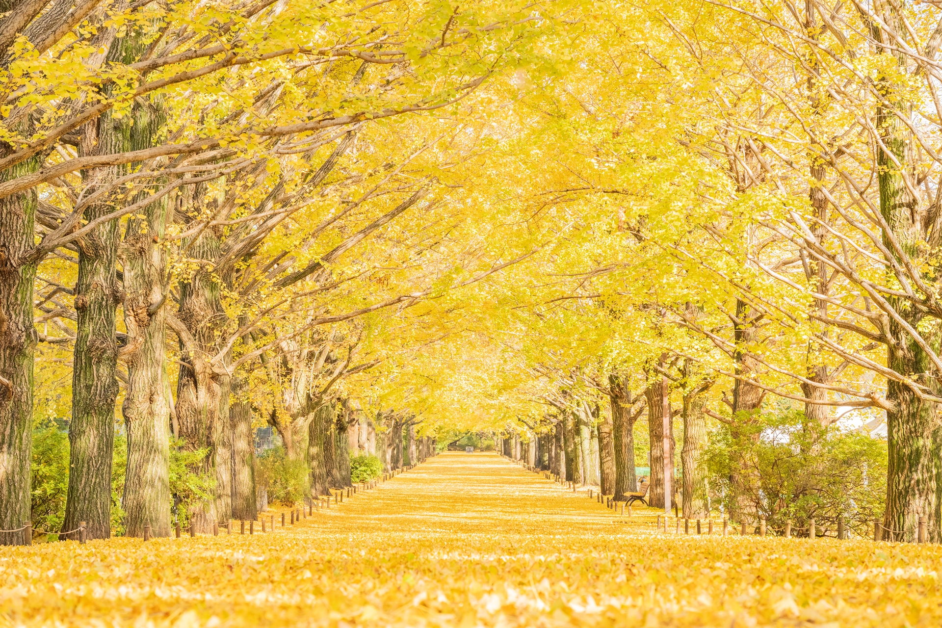昭和記念公園イチョウ並木2026！見頃・混雑回避と夜散歩の真相