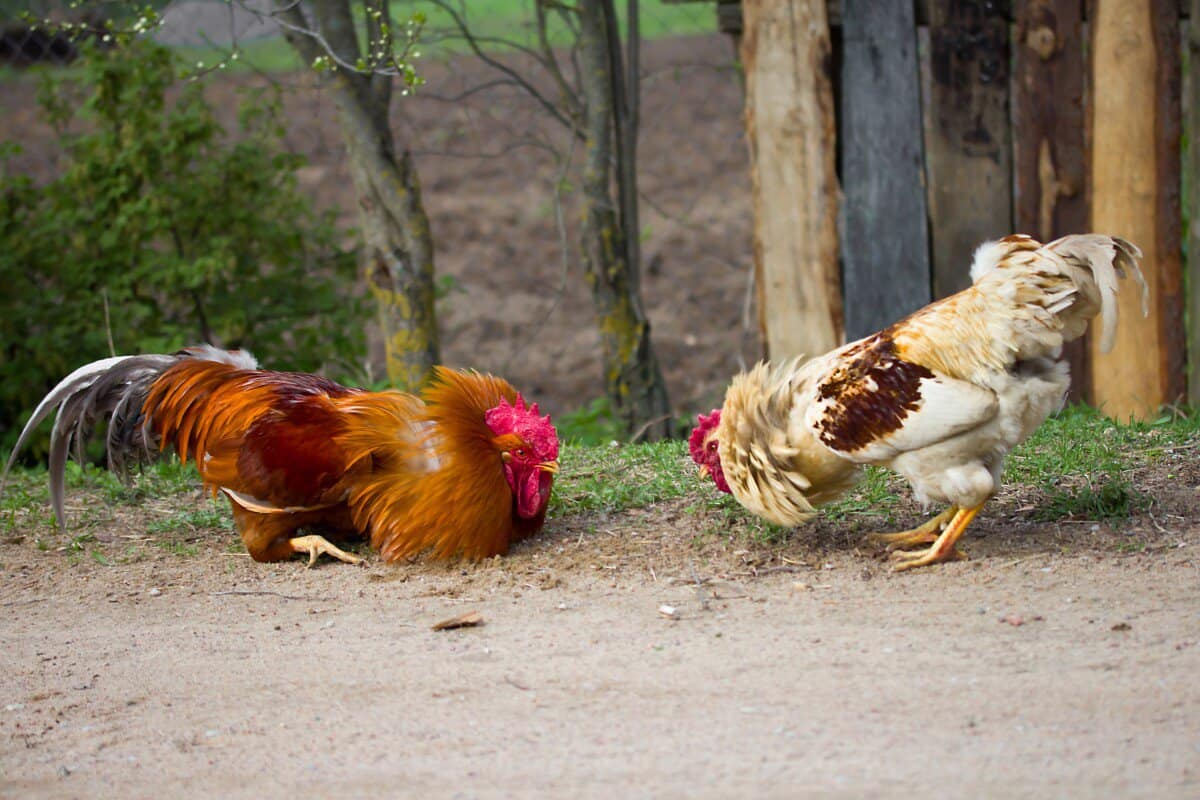 Why Do Hens Fight