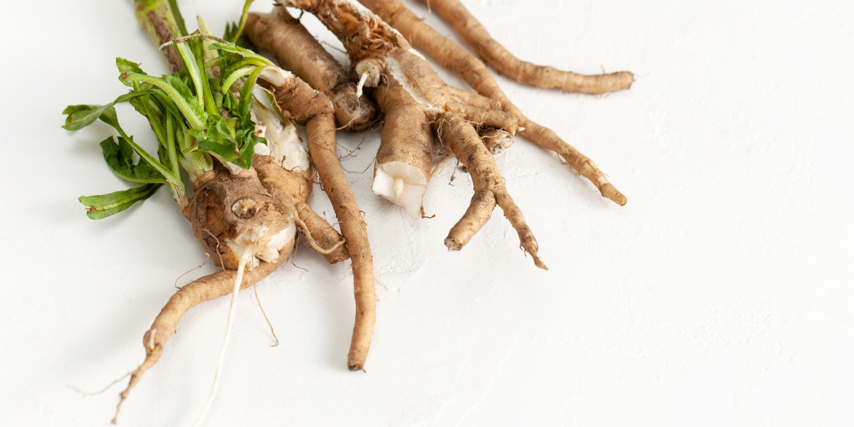 Does Chicory Root Extract Cause Gas