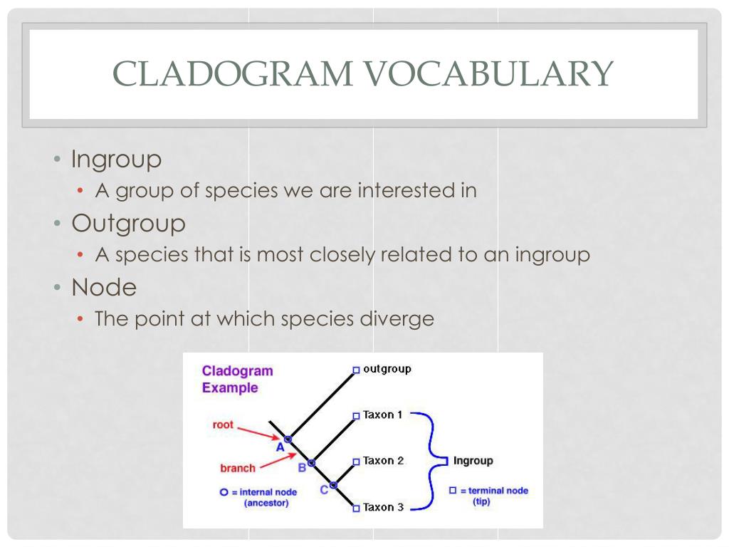 Why Is the Outgroup Needed on a Cladogram