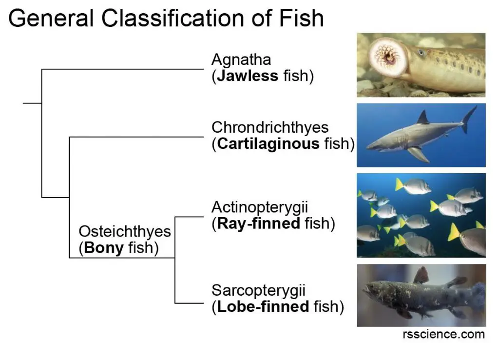 What Classification Is a Fish