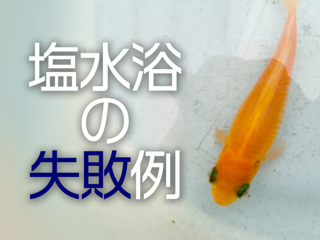 金魚の塩水浴完全ガイド｜0.5％濃度の計算と失敗しない救命手順