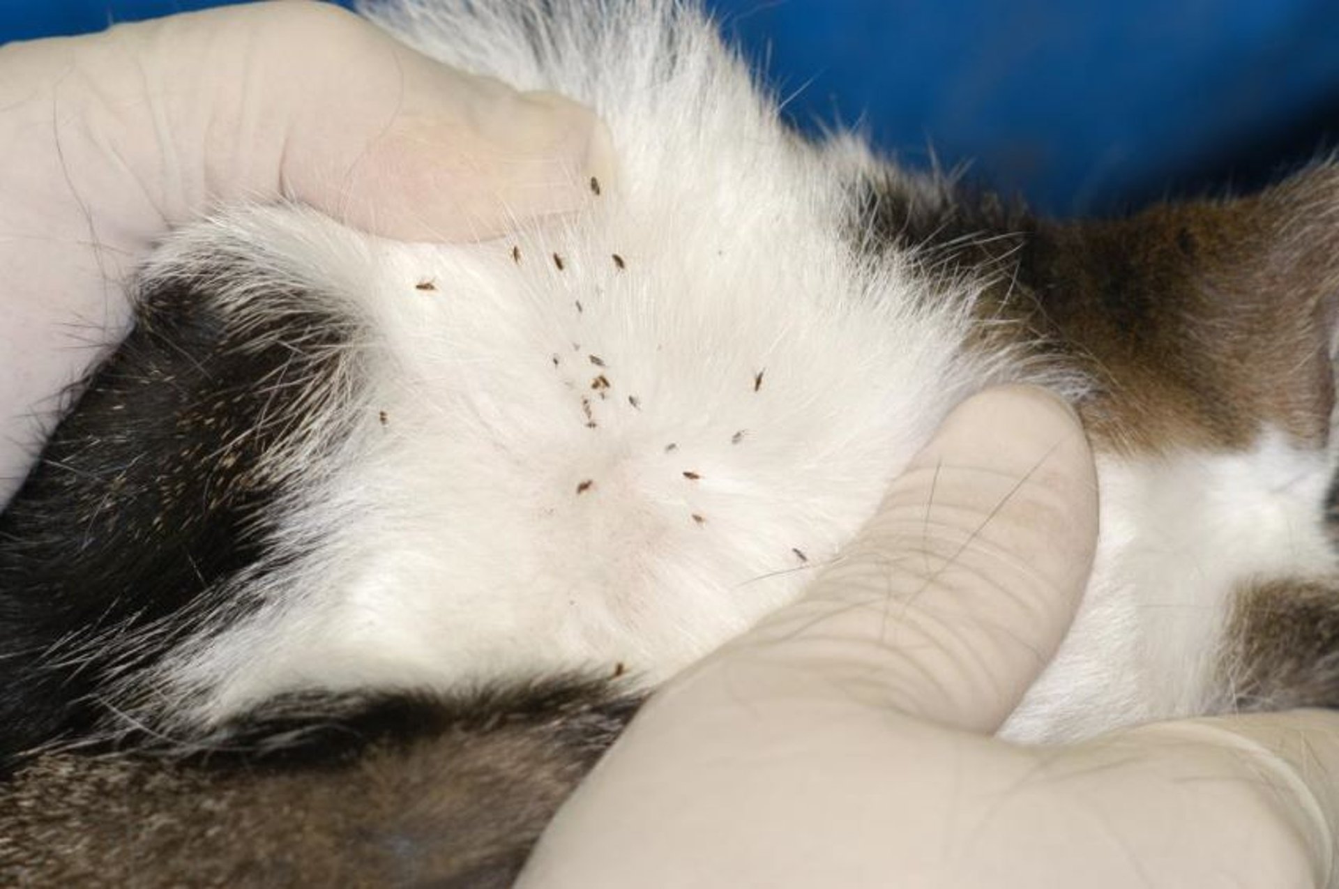 Can People Get Fleas from Cats