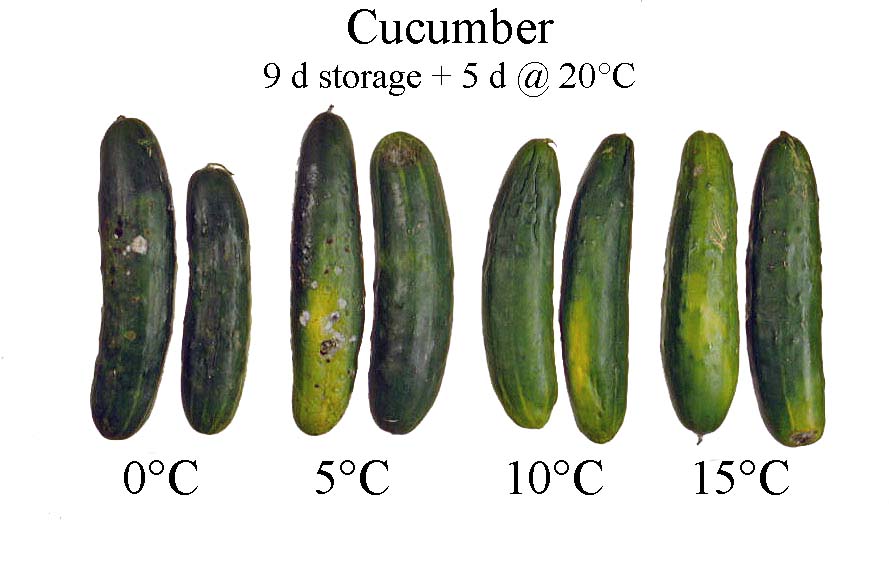 Do Cucumbers Need to Be Refrigerated