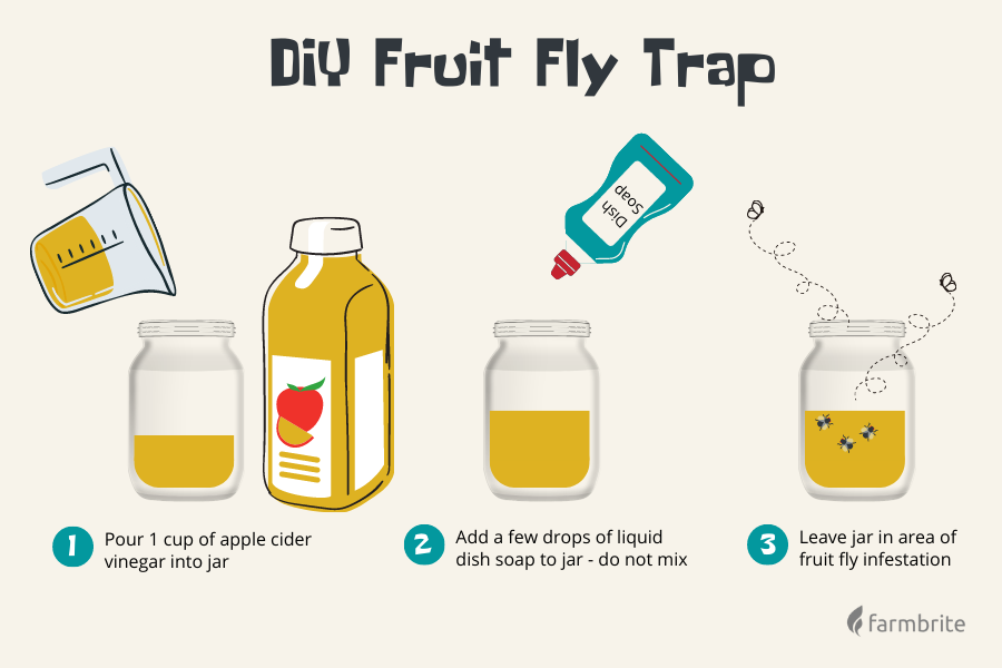 Apple Cider Vinegar to Get Rid of Fruit Flies