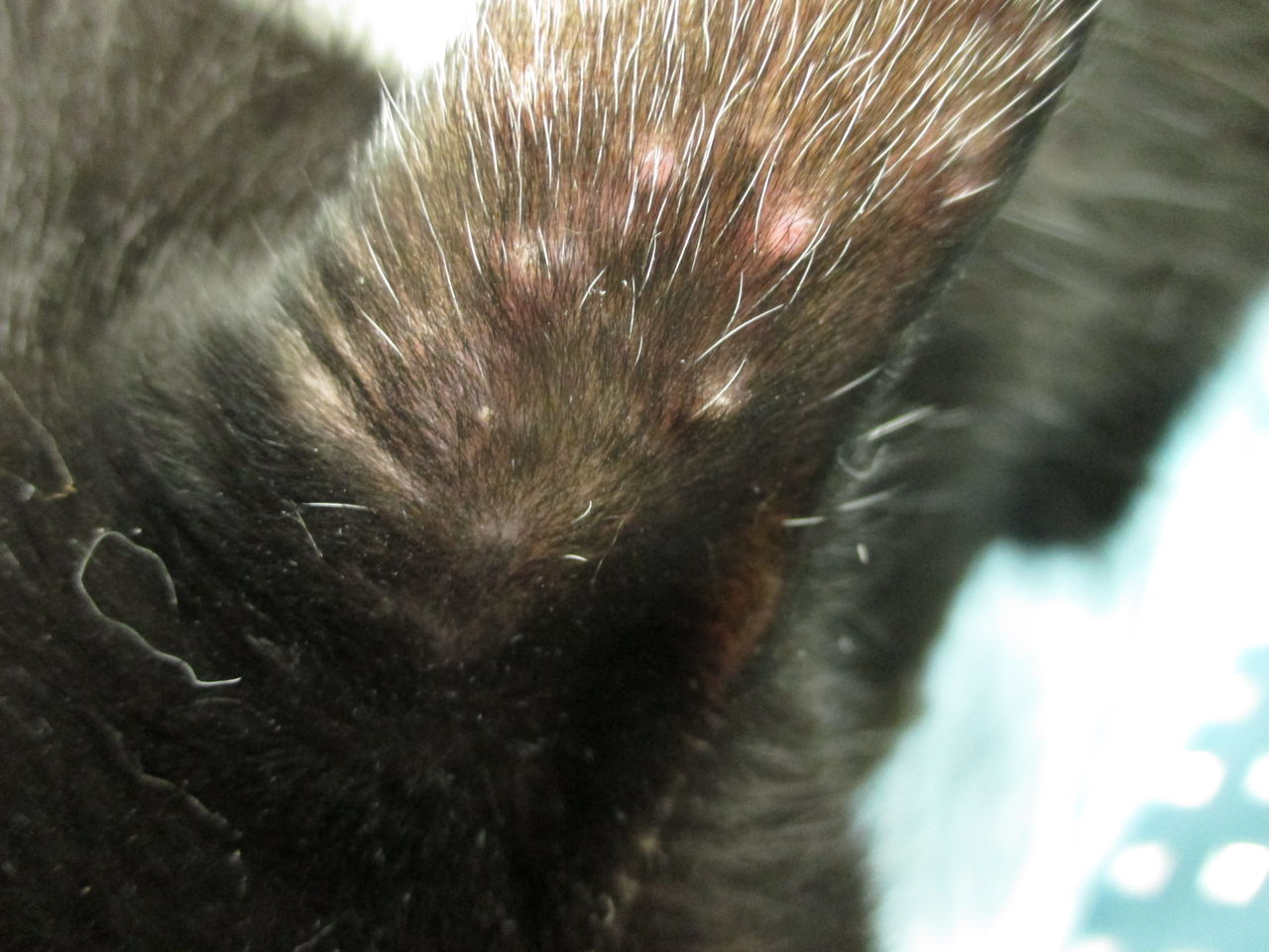 猫が蚊に刺されるとどうなる？命を脅かす病気とNgな虫除け対策