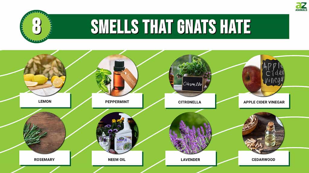 What Scent Keeps Gnats Away