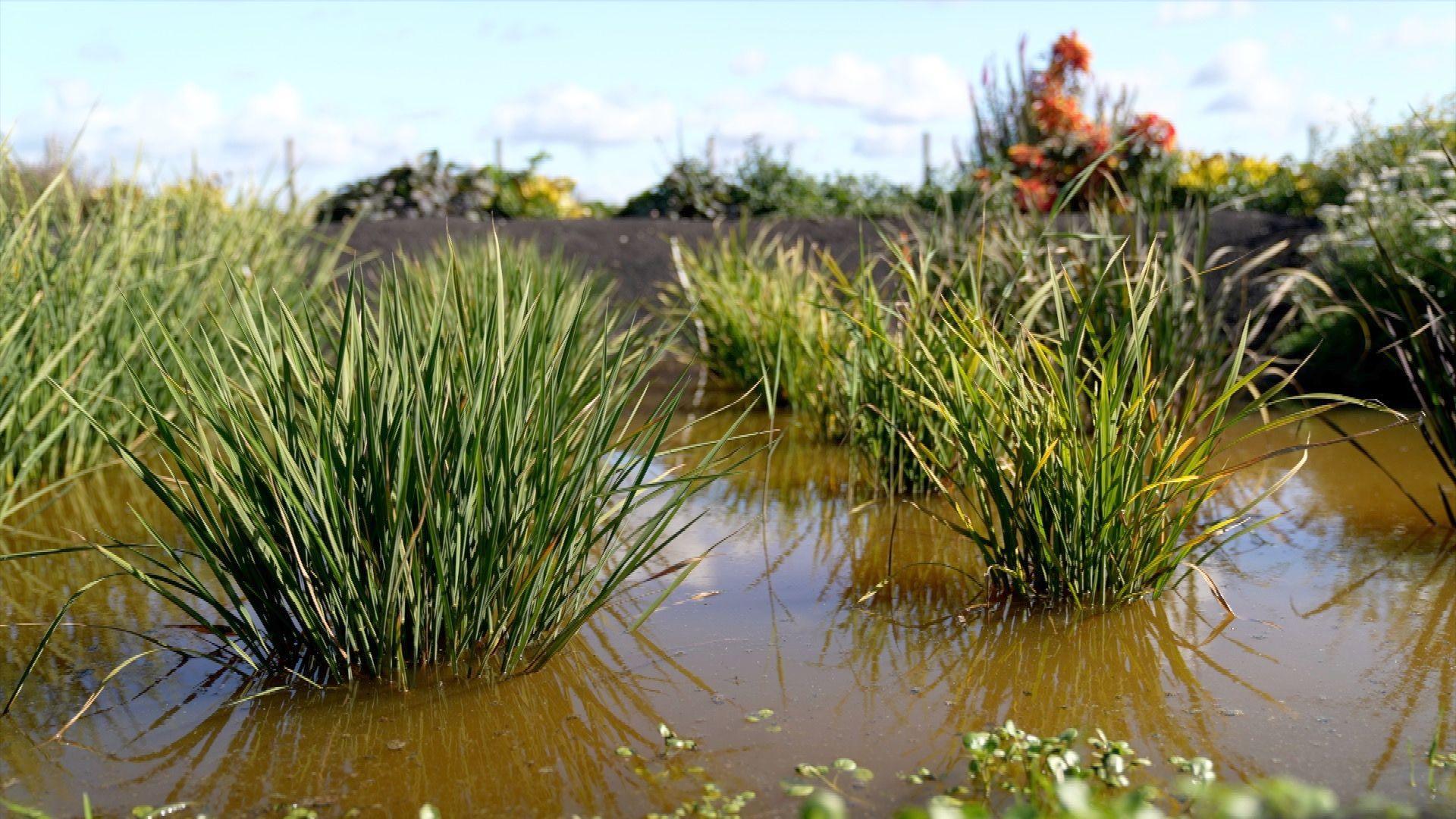 Can You Grow Rice in the Uk